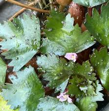 Attēlu rezultāti vaicājumam “Trapa natans leaf”