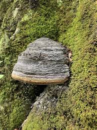 Attēlu rezultāti vaicājumam “Fomes fomentarius”