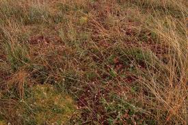 Attēlu rezultāti vaicājumam “Sphagnum magellanicum”