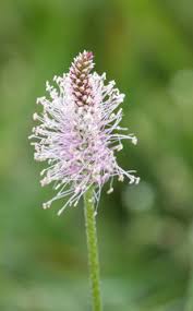 Attēlu rezultāti vaicājumam “Plantago media flower”