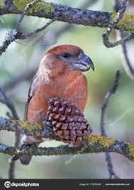 Attēlu rezultāti vaicājumam “Loxia pytyopsittacus male”