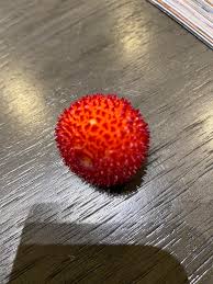 Attēlu rezultāti vaicājumam “Linaria loeselii fruit”