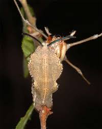 Attēlu rezultāti vaicājumam “Stauropus fagi larva”