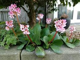 Attēlu rezultāti vaicājumam “Bergenia crassifolia flower”
