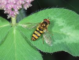 Attēlu rezultāti vaicājumam “Syrphidae”