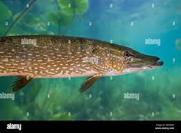 Image result for Esox lucius