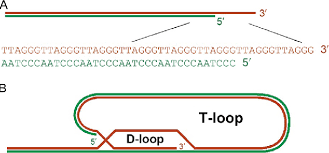 Image result for the end of the t-loop structure