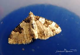 Attēlu rezultāti vaicājumam “Xanthorhoe fluctuata”