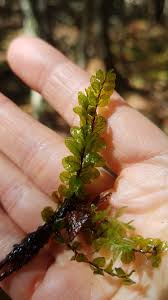 Attēlu rezultāti vaicājumam “Pseudobryum cinclidioides”