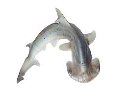 Image result for Sphyrna