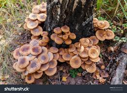 Attēlu rezultāti vaicājumam “Armillaria mellea”