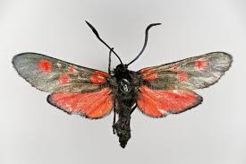 Attēlu rezultāti vaicājumam “Zygaena lonicerae”