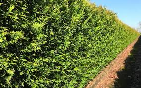 Attēlu rezultāti vaicājumam “Thuja occidentalis”