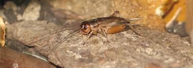 Attēlu rezultāti vaicājumam “Gryllus domesticus”