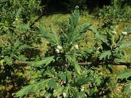 Attēlu rezultāti vaicājumam “Quercus robur male flower”