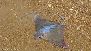 Image result for Myliobatis freminvillei