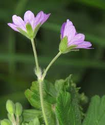 Attēlu rezultāti vaicājumam “Geranium pyrenaicum”