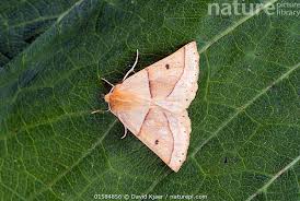 Attēlu rezultāti vaicājumam “Crocallis elinguaria”