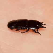 Attēlu rezultāti vaicājumam “Histeridae”