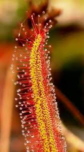 Image result for Drosera