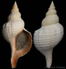 Image result for Triplofusus giganteus