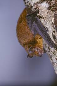 Attēlu rezultāti vaicājumam “Pipistrellus nathusii”