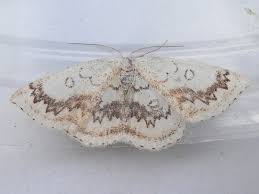 Attēlu rezultāti vaicājumam “Cyclophora annularia”