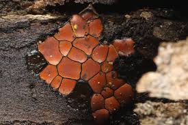 Attēlu rezultāti vaicājumam “Perichaena corticalis”