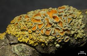 Attēlu rezultāti vaicājumam “Xanthoria polycarpa”