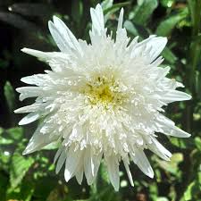 Attēlu rezultāti vaicājumam “Symphyotrichum x salignum flower”