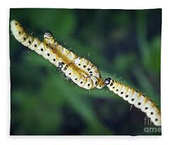 Attēlu rezultāti vaicājumam “Yponomeutidae”