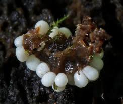 Attēlu rezultāti vaicājumam “Diderma chondrioderma sessile”