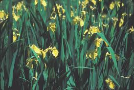 Attēlu rezultāti vaicājumam “Iris pseudacorus flower”