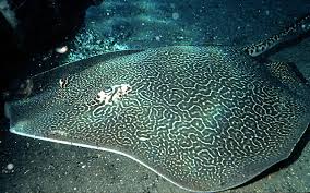 Image result for Himantura uarnak