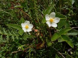 Attēlu rezultāti vaicājumam “Fragaria viridis leaf”