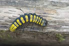 Attēlu rezultāti vaicājumam “Acronicta alni”