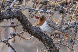 Image result for Turdus ruficollis