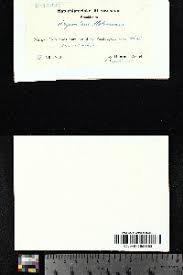 Attēlu rezultāti vaicājumam “Harpanthus flotovianus”