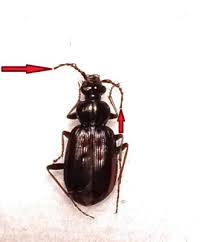 Attēlu rezultāti vaicājumam “Loricera pilicornis”