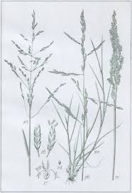 Attēlu rezultāti vaicājumam “Puccinellia distans”