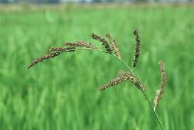 Attēlu rezultāti vaicājumam “Echinochloa crus-galli leaf”