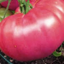 Afbeeldingsresultaat voor marizol purple tomato