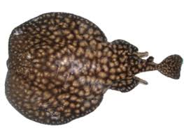 Image result for Torpedo marmorata