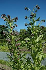 Attēlu rezultāti vaicājumam “Cynoglossum officinale”