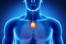 Image result for Thymus
