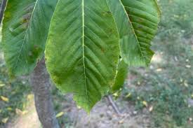 Attēlu rezultāti vaicājumam “Aesculus flava”