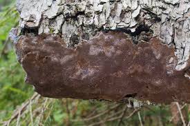 Attēlu rezultāti vaicājumam “Phellinus laevigatus”