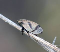 Attēlu rezultāti vaicājumam “Lepyronia coleoptrata”