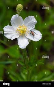 Attēlu rezultāti vaicājumam “Anemone sylvestris leaf”