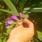 Attēlu rezultāti vaicājumam “Gladiolus imbricatus fruit”